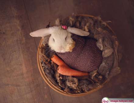 گربه و خرگوش را در بامزه ترین شکل ممکن ببینید