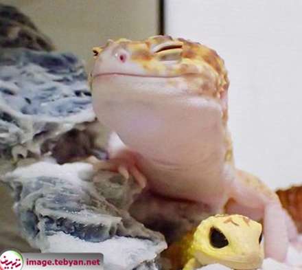 مارمولک خانگی خوشحال کنار عروسکش