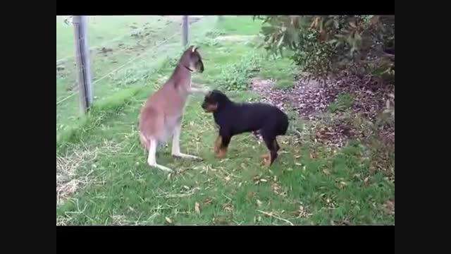 دوستی دیدنی کانگورو با سگ