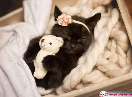 گربه و خرگوش را در بامزه ترین شکل ممکن ببینید