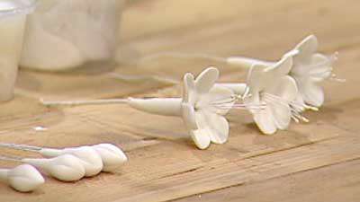 گل فرشیا شکری