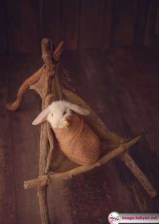 گربه و خرگوش را در بامزه ترین شکل ممکن ببینید