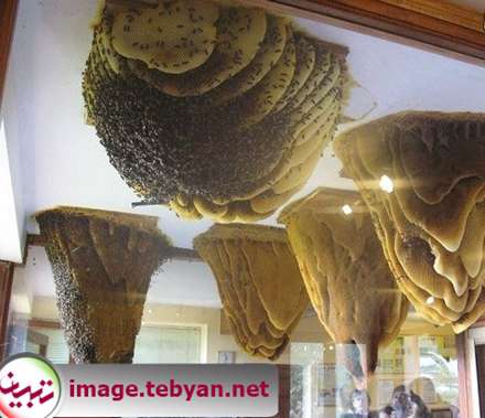 موزه زنبورهای عسل در اسپانیا