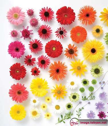 دایره المعارف رنگین کمان با رنگ های طبیعت