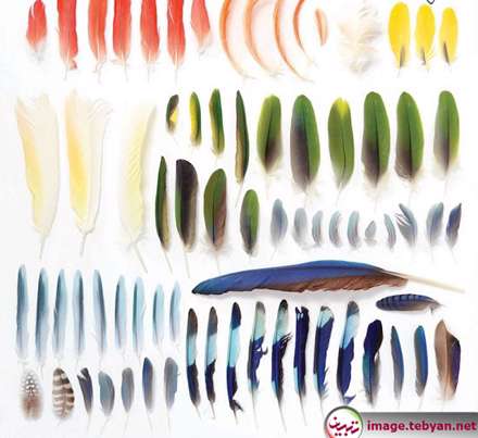 دایره المعارف رنگین کمان با رنگ های طبیعت