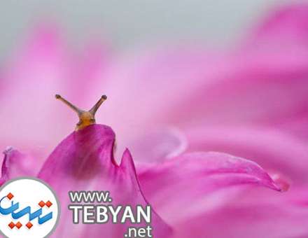 تصاویری زیبا از دنیای مینیاتوری و جادویی حلزون ها