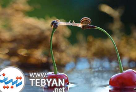 تصاویری زیبا از دنیای مینیاتوری و جادویی حلزون ها