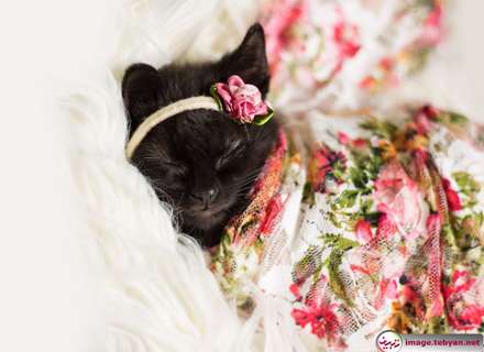 گربه و خرگوش را در بامزه ترین شکل ممکن ببینید