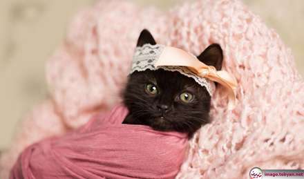 گربه و خرگوش را در بامزه ترین شکل ممکن ببینید