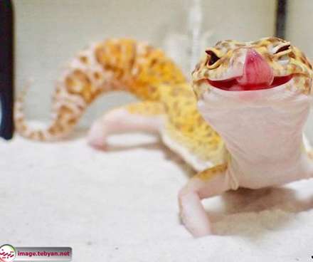 مارمولک خانگی خوشحال کنار عروسکش