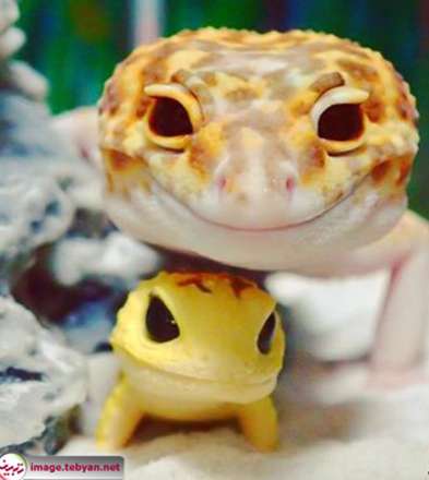 مارمولک خانگی خوشحال کنار عروسکش