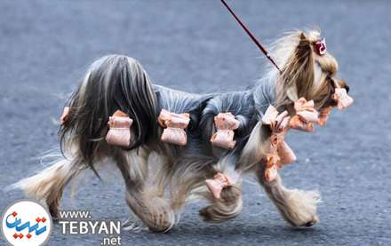 لحظه های جالب در زندکی حیوانات