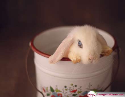 گربه و خرگوش را در بامزه ترین شکل ممکن ببینید