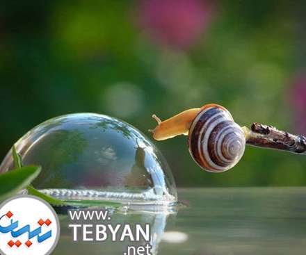 تصاویری زیبا از دنیای مینیاتوری و جادویی حلزون ها