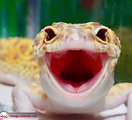 مارمولک خانگی خوشحال کنار عروسکش