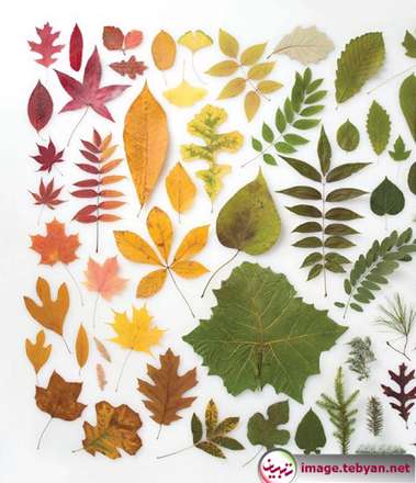 دایره المعارف رنگین کمان با رنگ های طبیعت