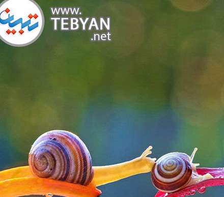 تصاویری زیبا از دنیای مینیاتوری و جادویی حلزون ها