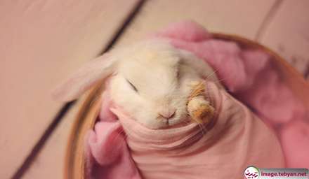 گربه و خرگوش را در بامزه ترین شکل ممکن ببینید