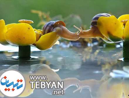 تصاویری زیبا از دنیای مینیاتوری و جادویی حلزون ها