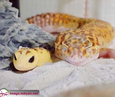 مارمولک خانگی خوشحال کنار عروسکش