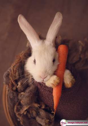 گربه و خرگوش را در بامزه ترین شکل ممکن ببینید