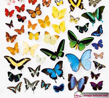 دایره المعارف رنگین کمان با رنگ های طبیعت