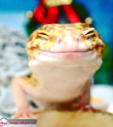 مارمولک خانگی خوشحال کنار عروسکش