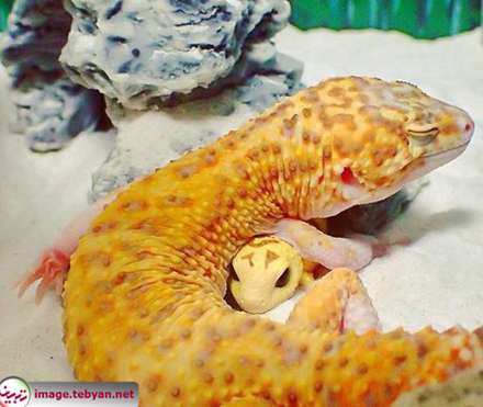 مارمولک خانگی خوشحال کنار عروسکش