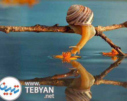 تصاویری زیبا از دنیای مینیاتوری و جادویی حلزون ها