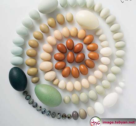 دایره المعارف رنگین کمان با رنگ های طبیعت