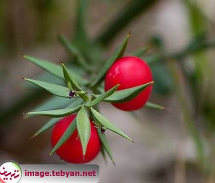 میوه هایی که روی برگ رشد می کنند