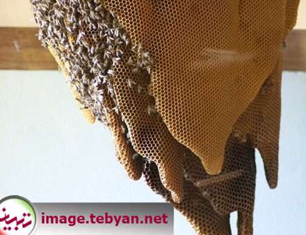 موزه زنبورهای عسل در اسپانیا