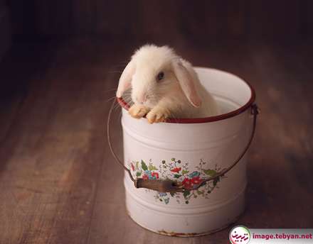 گربه و خرگوش را در بامزه ترین شکل ممکن ببینید