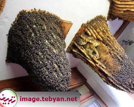 موزه زنبورهای عسل در اسپانیا