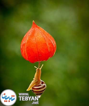 تصاویری زیبا از دنیای مینیاتوری و جادویی حلزون ها