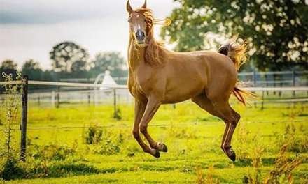 کمدی حیوانات خانگی