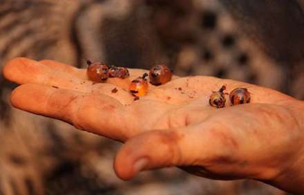 مورچه های شگفت انگیزی که عسل تولید می کنند