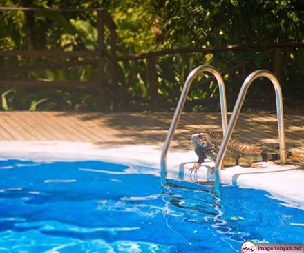 اقامت شگفت انگیز با فیل و زرافه در این هتل ها