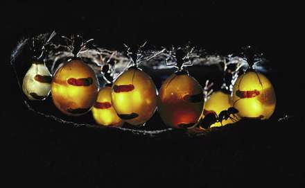 مورچه های شگفت انگیزی که عسل تولید می کنند