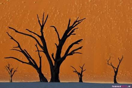 "نامیب"، باور نمی کنید عکس ها واقعی باشند