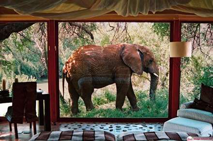 اقامت شگفت انگیز با فیل و زرافه در این هتل ها