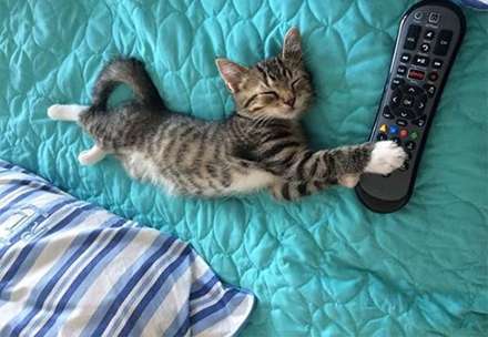 کمدی حیوانات خانگی