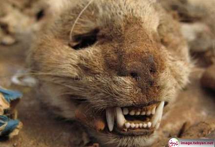 عجیب ترین بازار جهان در آفریقا