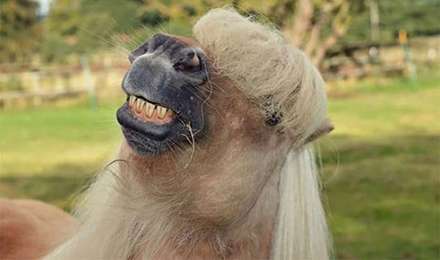 کمدی حیوانات خانگی