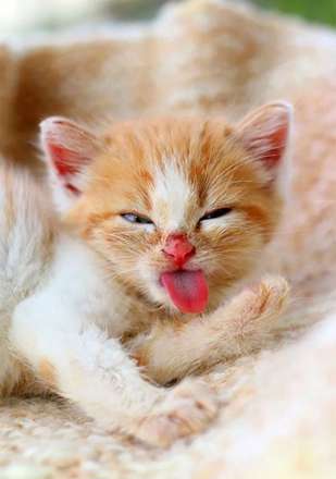 کمدی حیوانات خانگی