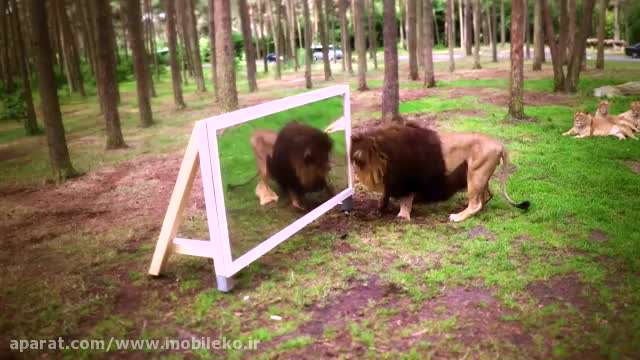 واکنش شیرها در مقابل آینه