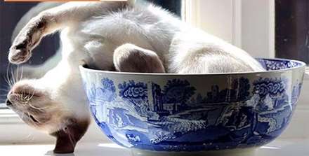 کمدی حیوانات خانگی