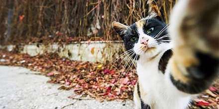 کمدی حیوانات خانگی