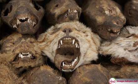 عجیب ترین بازار جهان در آفریقا