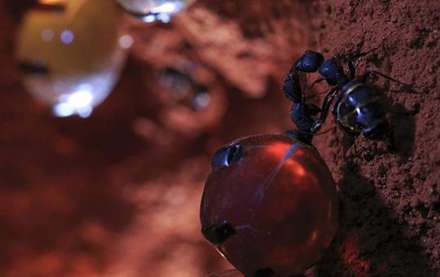 مورچه های شگفت انگیزی که عسل تولید می کنند